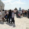 WPIW 2015 collecting on Kalemegdan 2